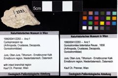 Foto (Objket + Etiketten) von Cycloprosopon sp. 